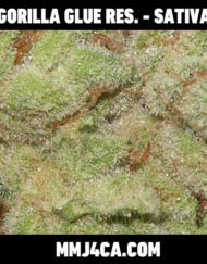 mmj4ca-gorilla-glue-reserve-sativa-strain-back-the-best-marijuana-delivery-for-los-angeles