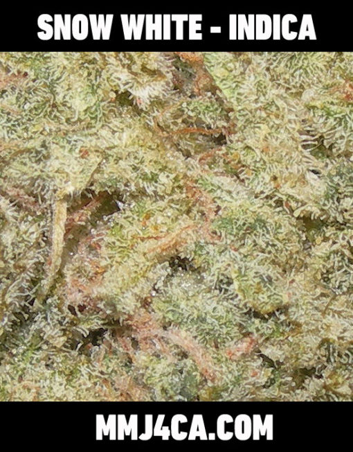 mmj4ca-snow-white-indica-strain-back-the-best-marijuana-delivery-for-los-angeles
