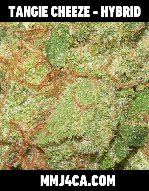 mmj4ca-tangie-cheeze-hybrid-strain-front-the-best-marijuana-delivery-for-los-angeles