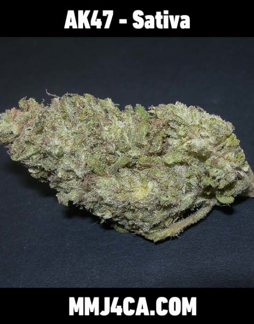 MMJ4CA-AK47-back-medical-marijuana-strain-the-best-marijuana-delivery-for-los-angeles