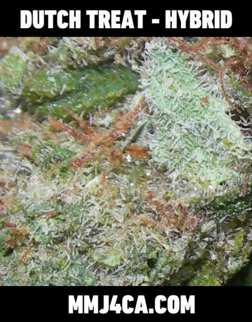 MMJ4CA-DUTCH-TREAT-hybrid-strain-back-the-best-marijuana-delivery-for-los-angeles